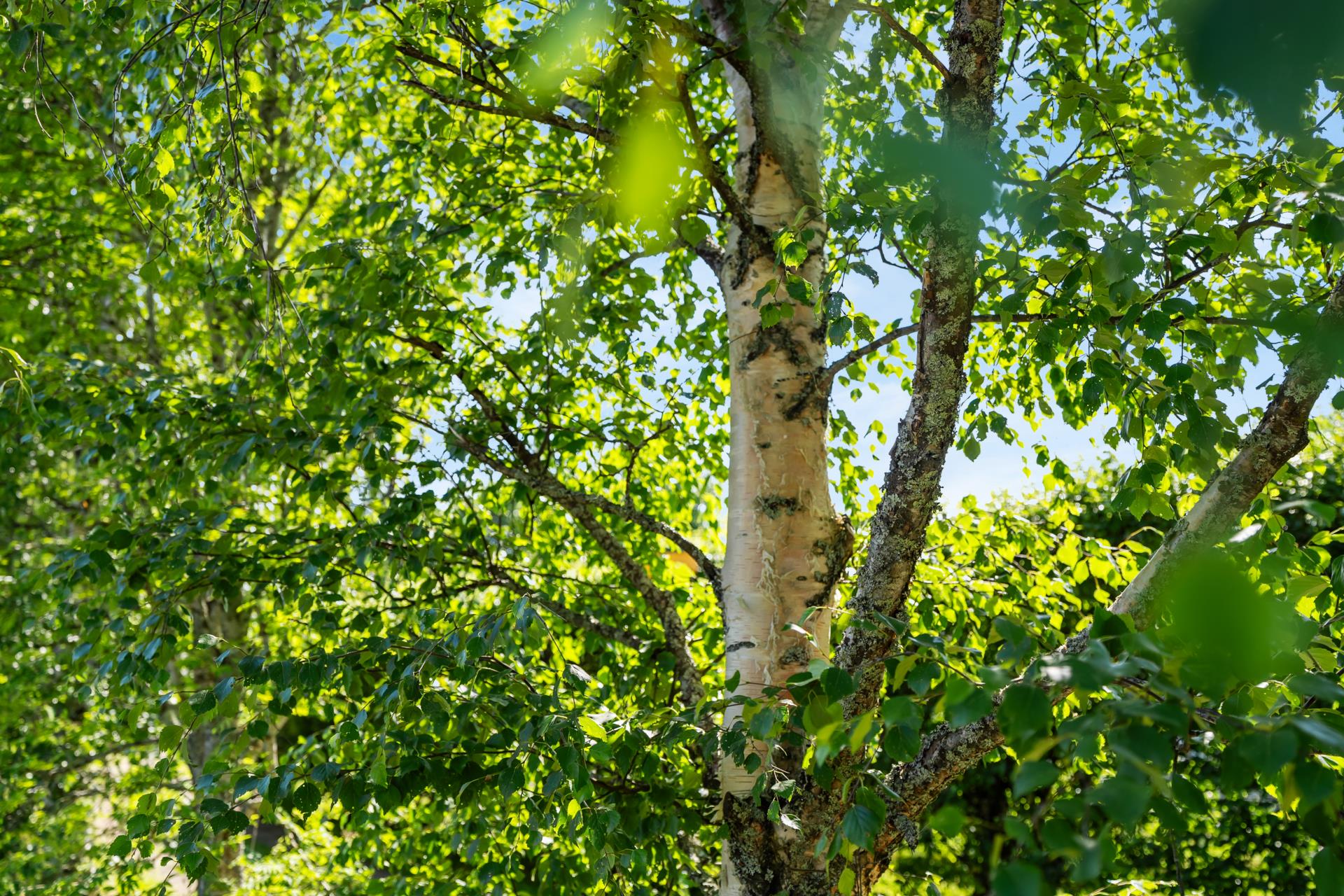 Välkommen till Krokforsvägen – ett hem med lugn, rymd och lantlig charm!